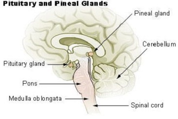pituitary pineal glands